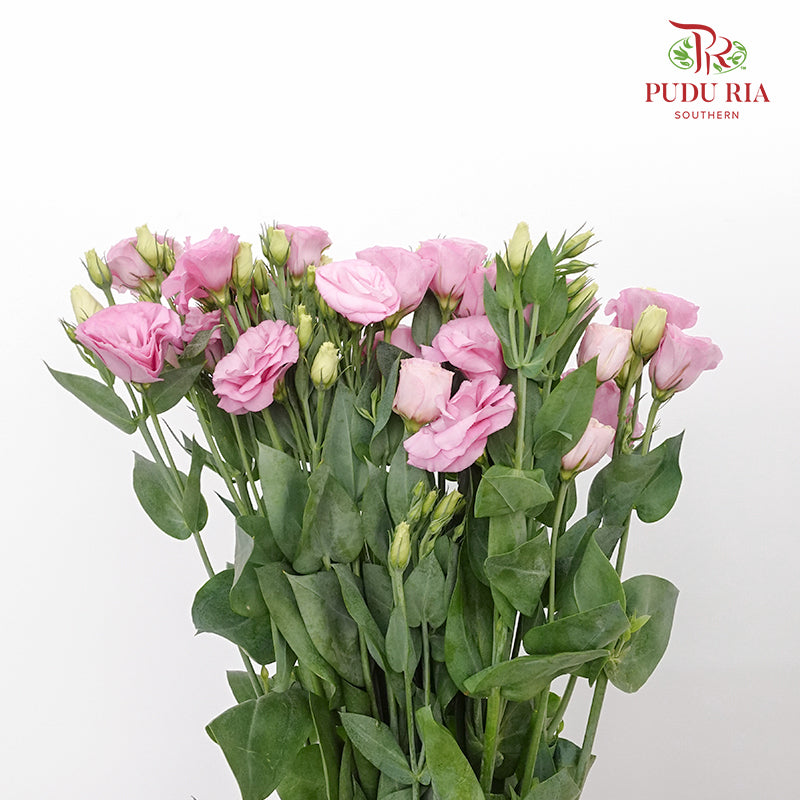 Eustoma  Pink (12-15 Stems) - Pudu Ria Florist Southern
