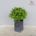 Murraya Dwarf