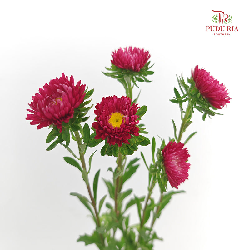 Aster Red 翠菊 - (Per Bundle)