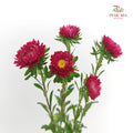 Aster Red 翠菊 - (Per Bundle)