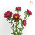 Aster Red 翠菊 - (Per Bundle)