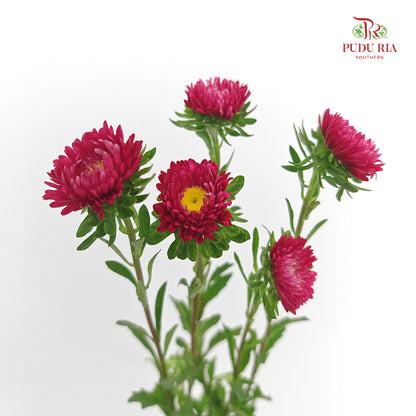 Aster 翠菊 Red - (Per Bundle)