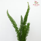 Fox Tail Fern (Asparagus Densiflorus 'Myersii') - Pudu Ria Florist Southern