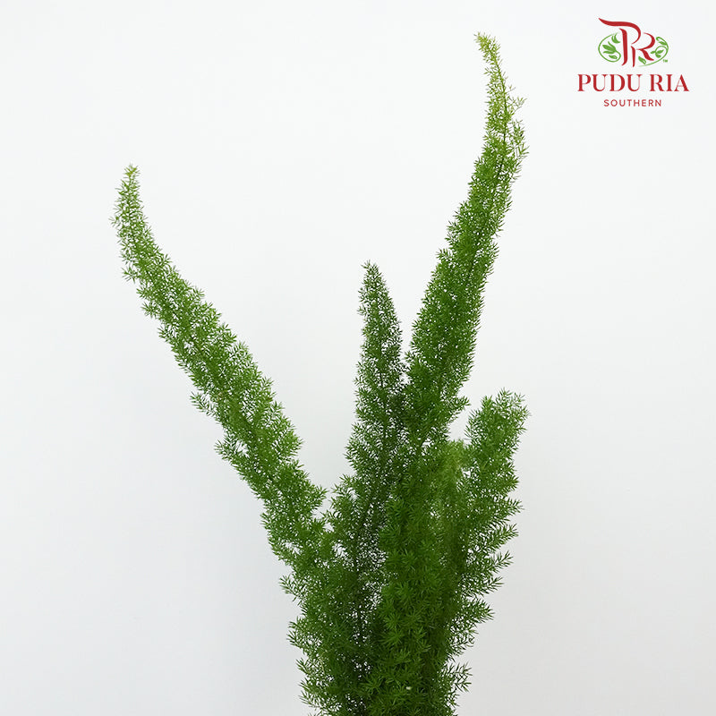 Fox Tail Fern (Asparagus Densiflorus 'Myersii') - Pudu Ria Florist Southern