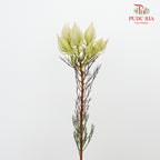 Blushing Bride White - Pudu Ria Florist Southern