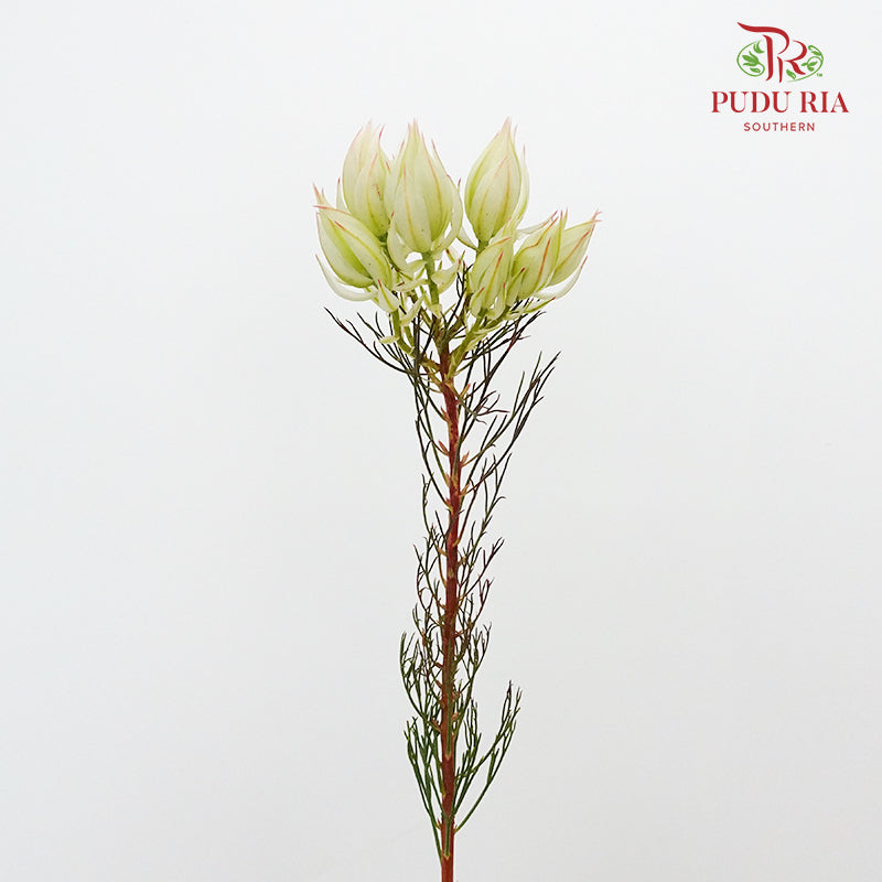 Blushing Bride White - Pudu Ria Florist Southern