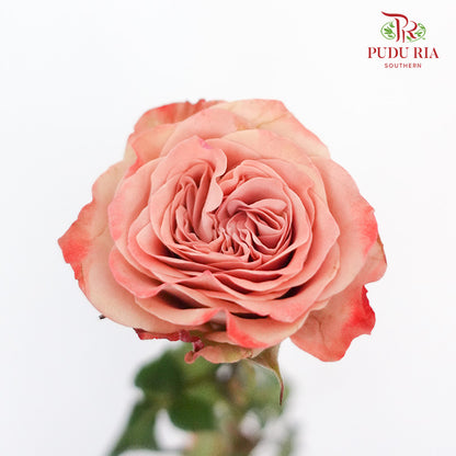 Rose Cappuccino  (8-10 Stems) - Pudu Ria Florist Southern