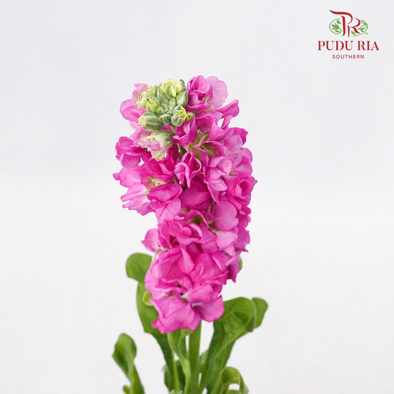 Matthiola Pink - 5 Stems - Wholesale flowers delivery in JB & Singapor ...