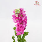 Matthiola Pink - 5 Stems - Pudu Ria Florist Southern