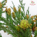 Cryptomeria Japonica 柳杉 - (Per Bundle)