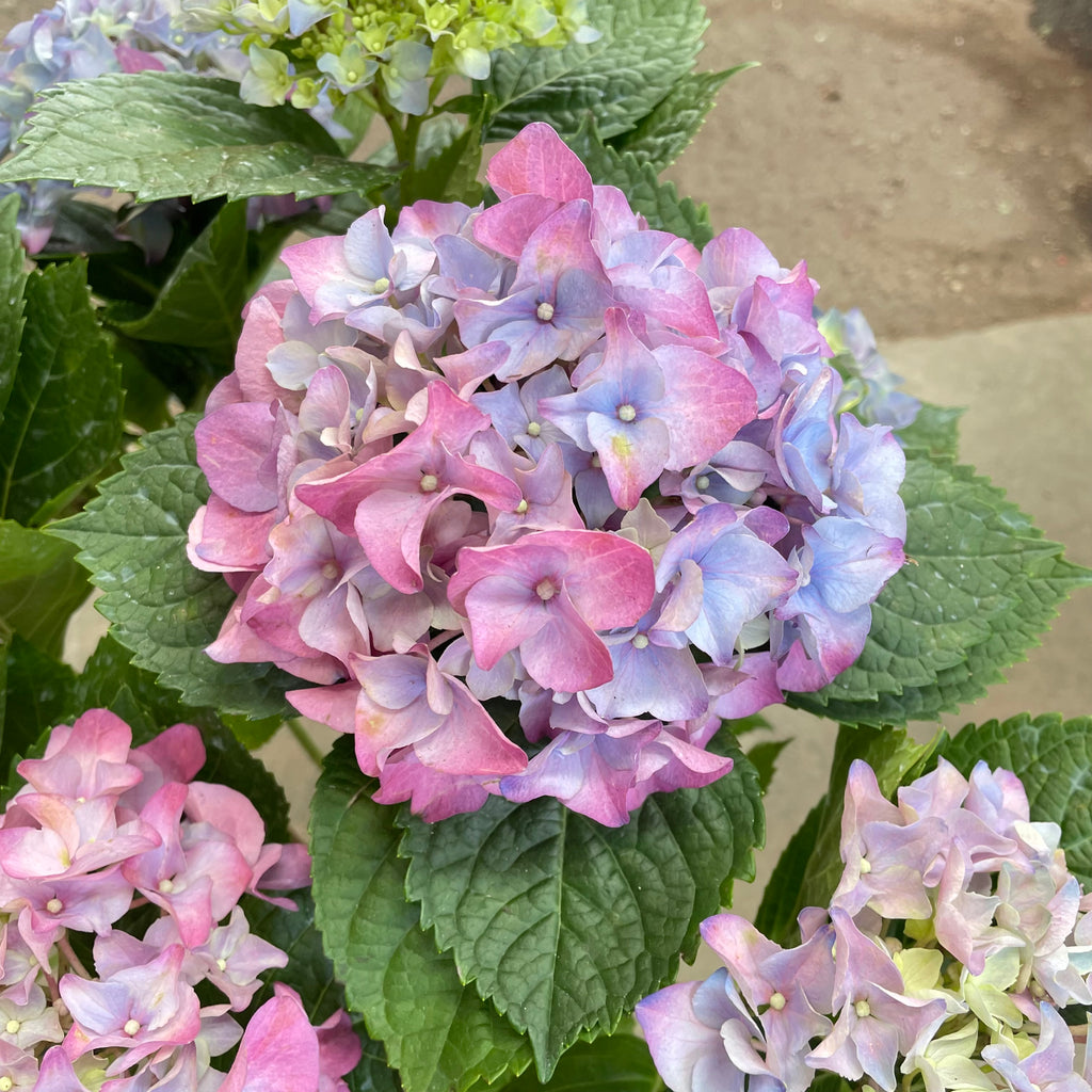Hydrangea Plant