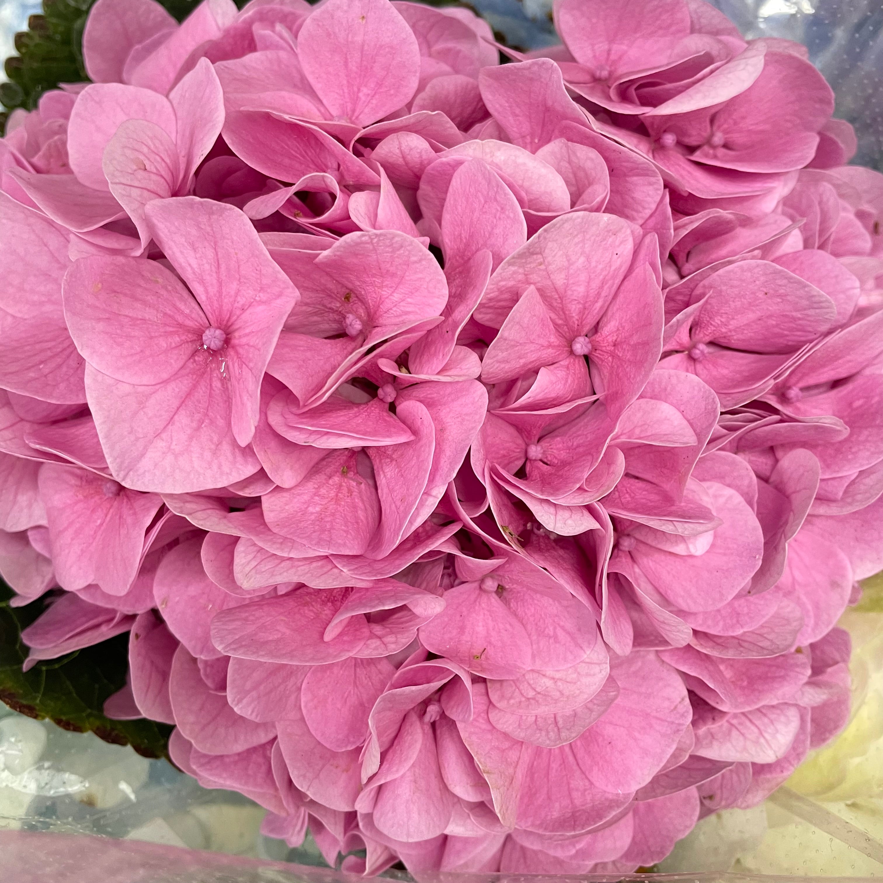 Hydrangea Pink - (Per Stem)