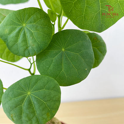 Stephania Venosq P100