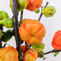 Mini Pumpkin 迷你小南瓜 - (Per Bundle)