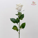 Rose Mondial Dyed Velvet White - (8-10 Stems)