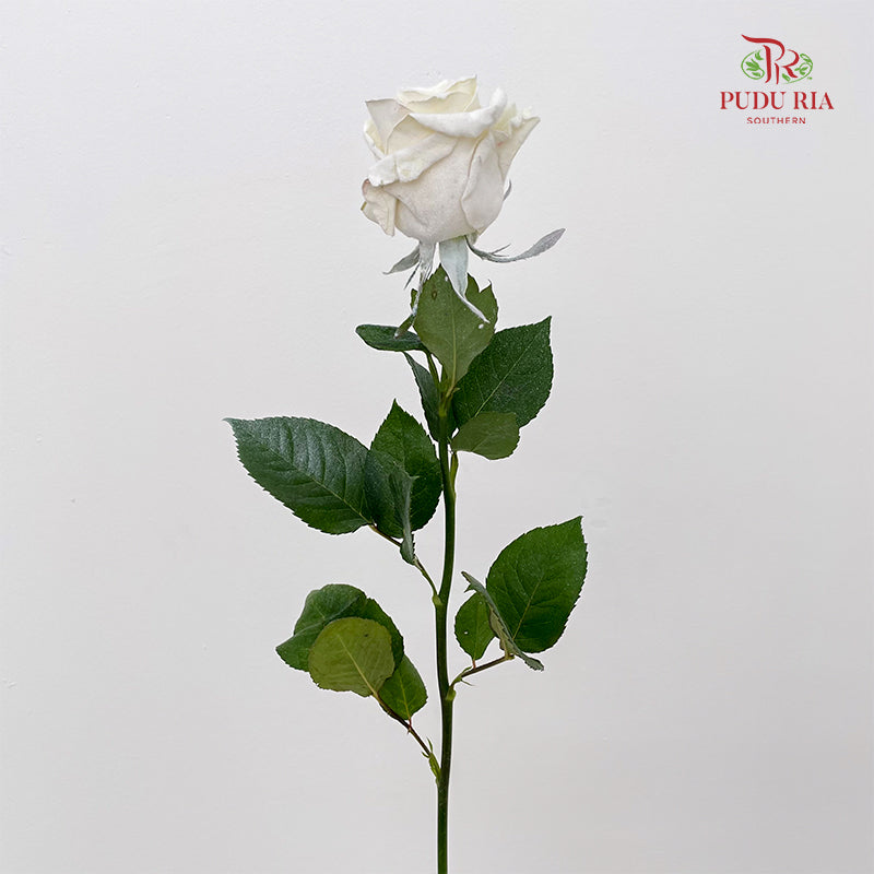 Rose Mondial Dyed Velvet White - (8-10 Stems)