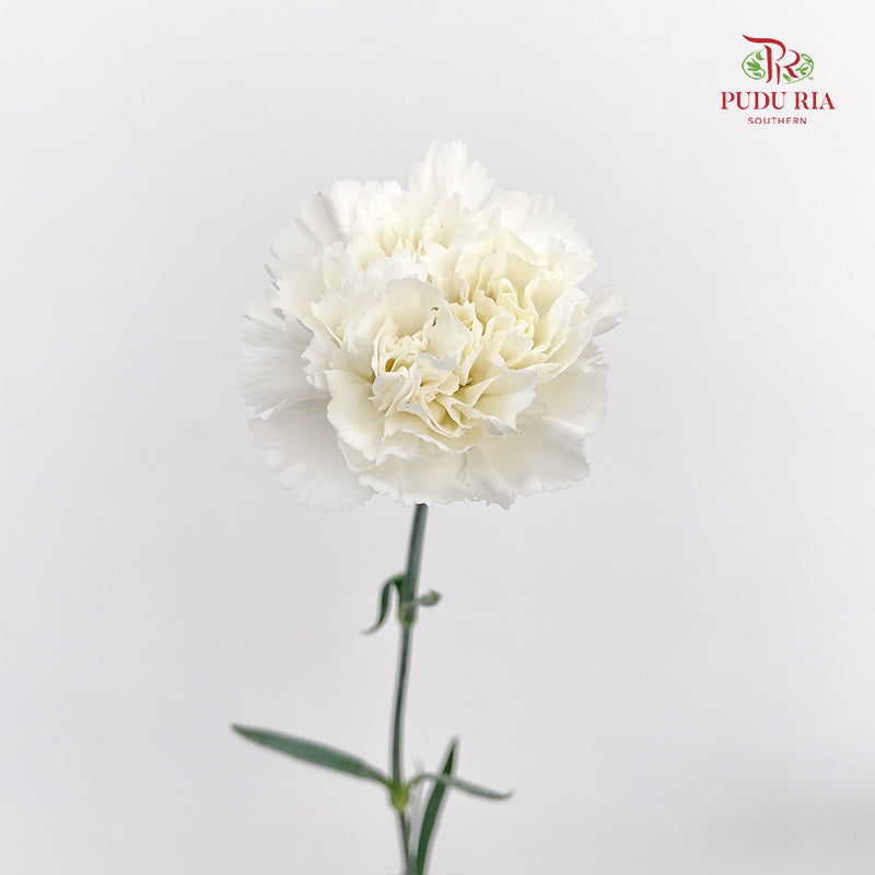 Carnation White 白色康乃馨 - (18-20 Stems)