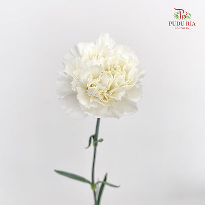 Carnation White 白色康乃馨 - (18-20 Stems)
