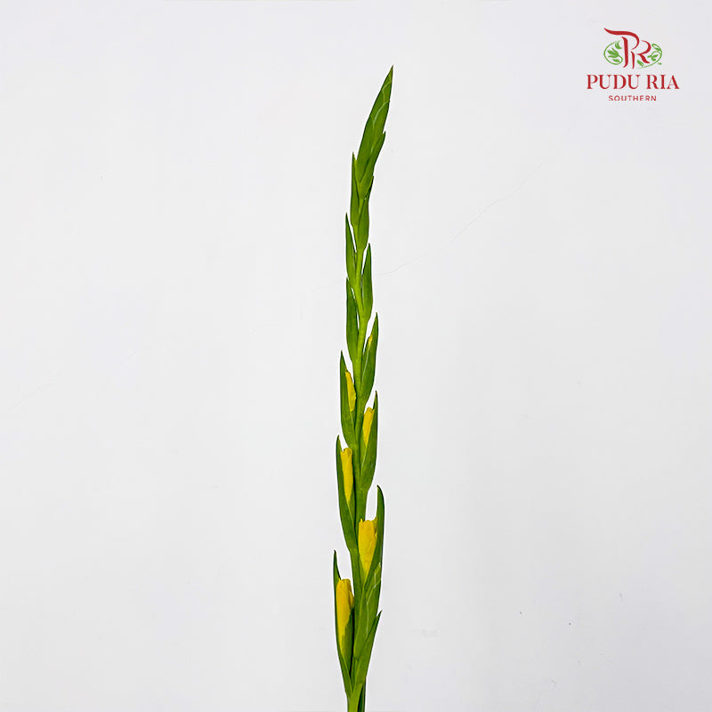 Gladiolus Yellow 剑兰花 - (10 Stems)