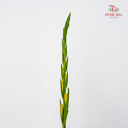Gladiolus Yellow 剑兰花 - (10 Stems)