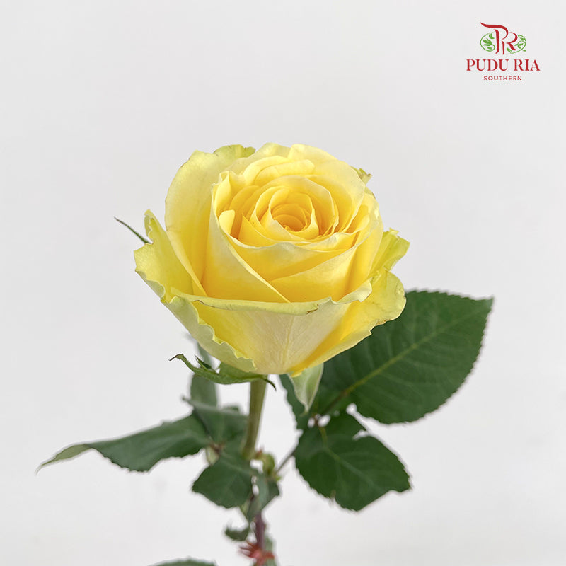 Rose Romantic Beach - (8-10 Stems)