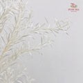 Dry Melaleuca Leaf White