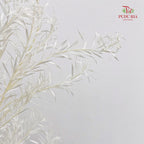 Dry Melaleuca Leaf White