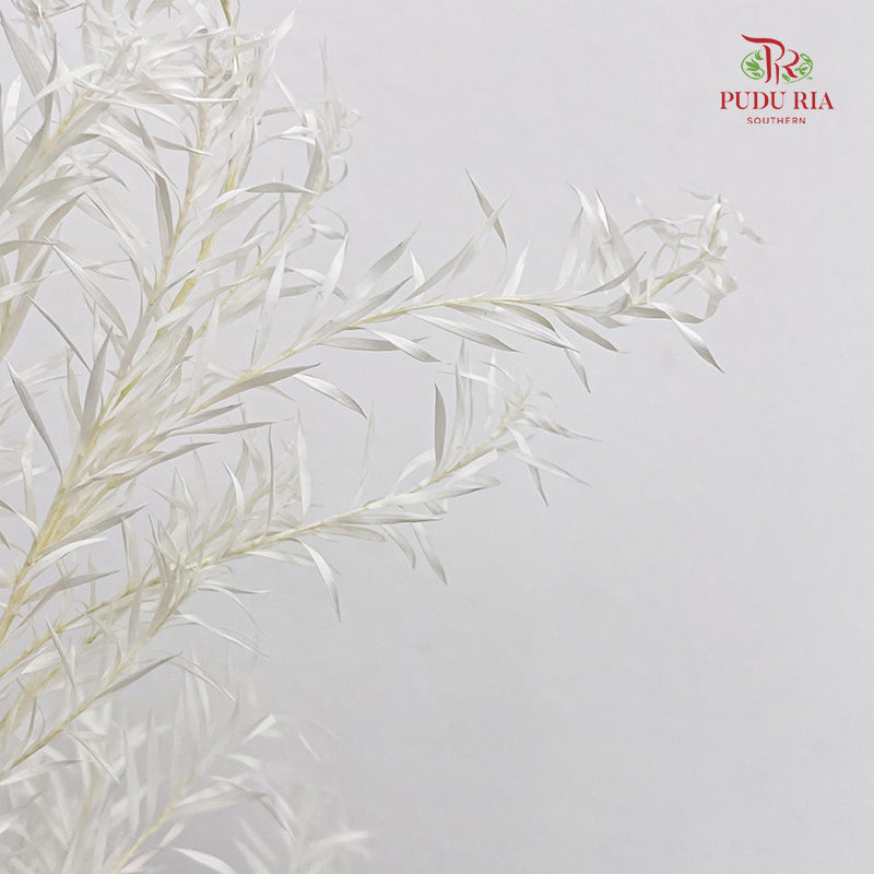 Dry Melaleuca Leaf White