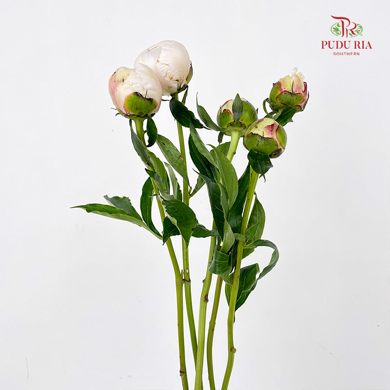 Peony White 芍药 - (5 Stems)