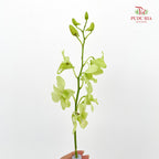 Dendrobium Orchid Green - (10 Stems)