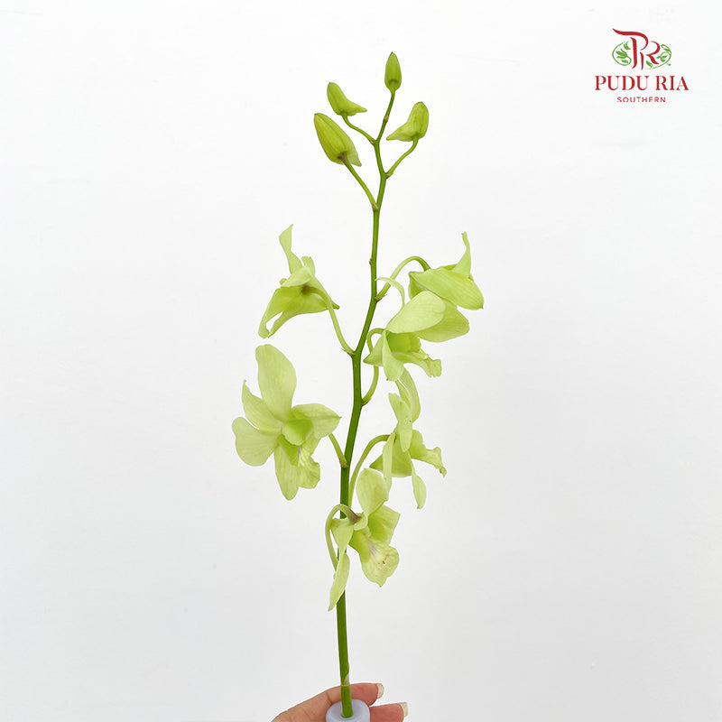 Dendrobium Orchid Green - (10 Stems)