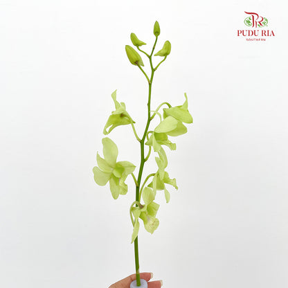 Dendrobium Orchid Green - (10 Stems)