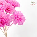 Dry Sola Marigold Pink - 10 Stems