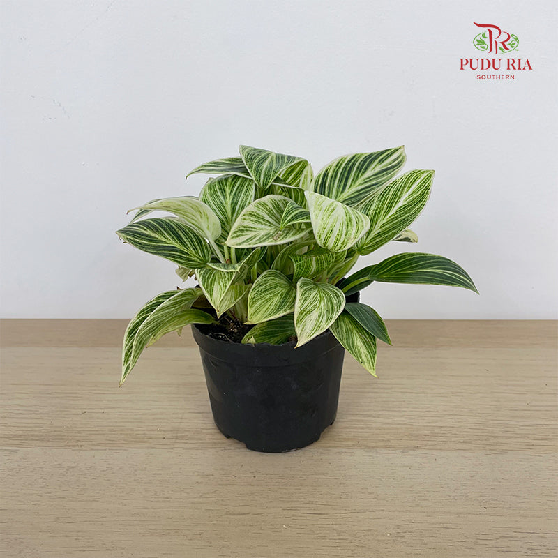 Philodendron Birkin Multi