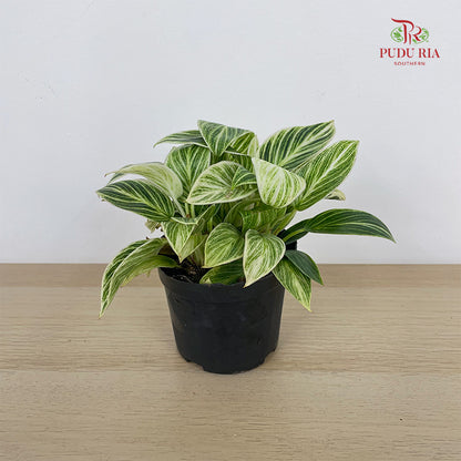 Philodendron Birkin Multi