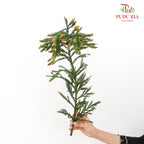 Cryptomeria Japonica 柳杉 - (Per Bundle)