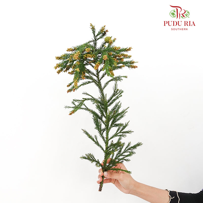 Cryptomeria Japonica 柳杉 - (Per Bundle)