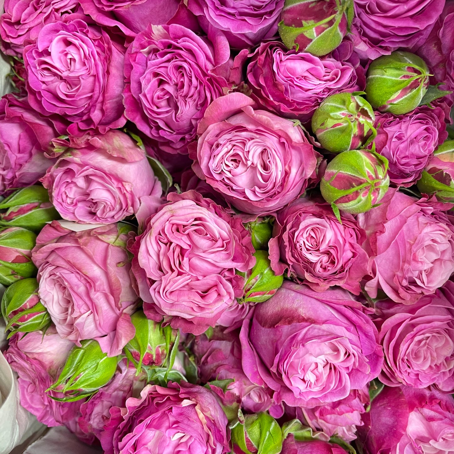 Rose Spray Dark Pink - (8-10 Stems)