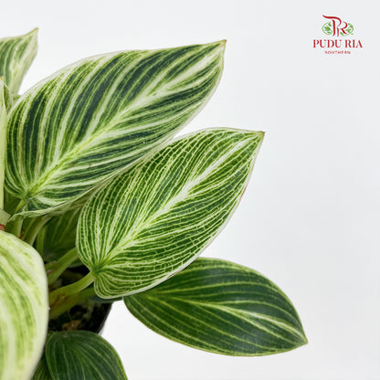 Philodendron Birkin Multi