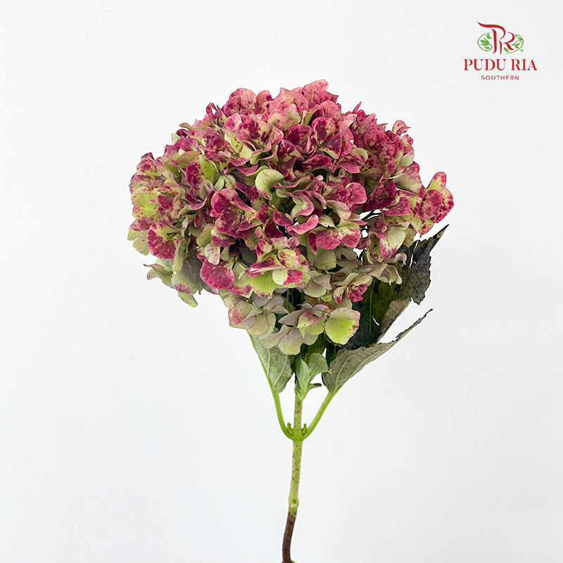 Hydrangea Red 绣球花 - (Per Stem)