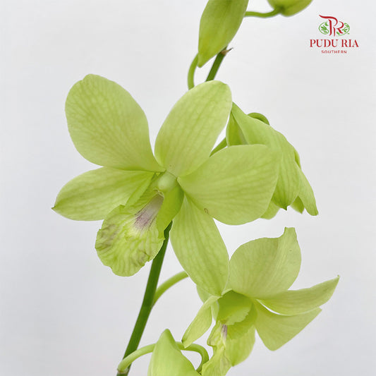 Dendrobium Orchid Green - 5 Stems (L)