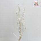 Dry Melaleuca Leaf White