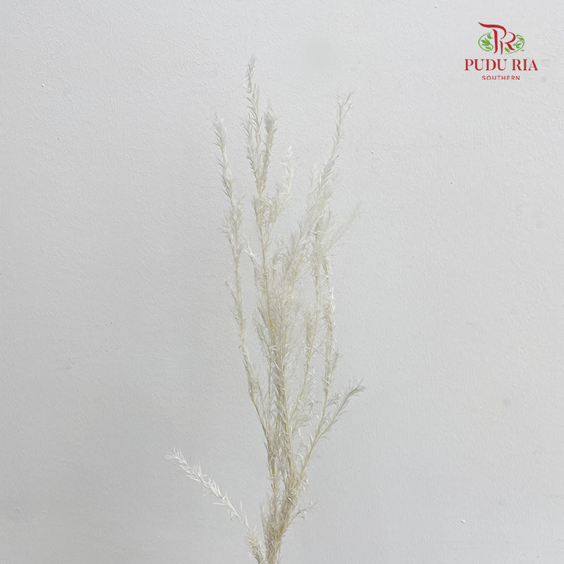 Dry Melaleuca Leaf White