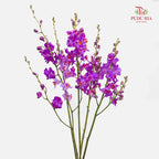 Mokara Dhovo Ties 莫氏兰 - (5 Stems)