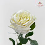 Rose Mondial Dyed Velvet White - (8-10 Stems)
