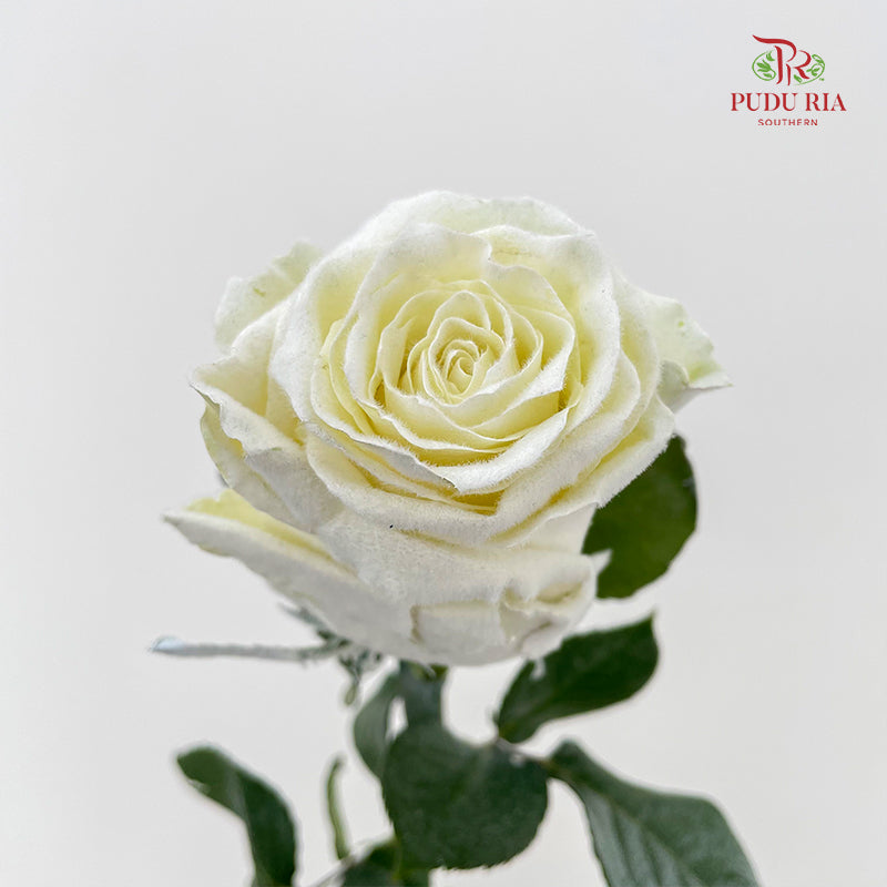 Rose Mondial Dyed Velvet White - (8-10 Stems)
