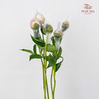 Peony White 芍药 - (5 Stems)
