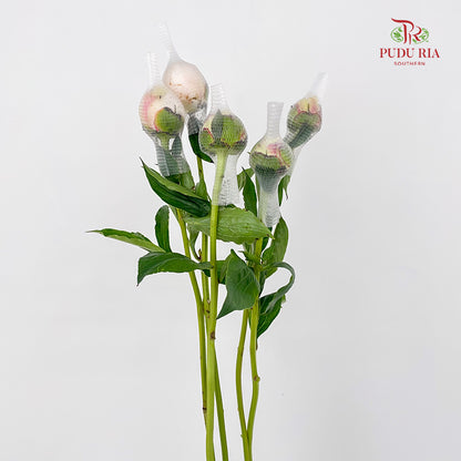 Peony White 芍药 - (5 Stems)
