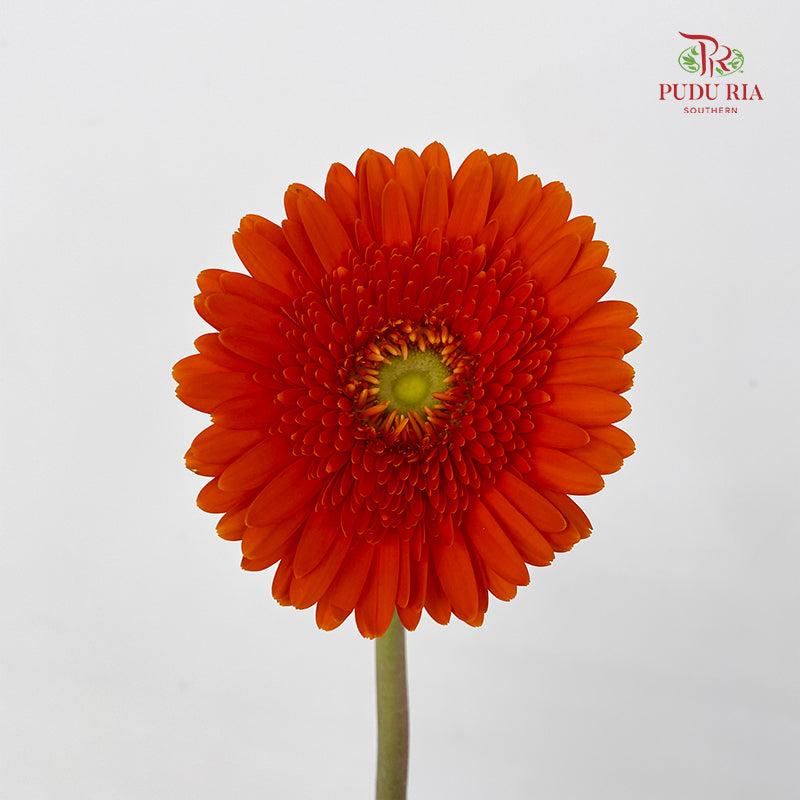 Gerbera Orange Green Heart - (8-10 Stems)