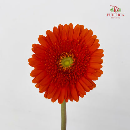 Gerbera Orange Green Heart - (8-10 Stems)